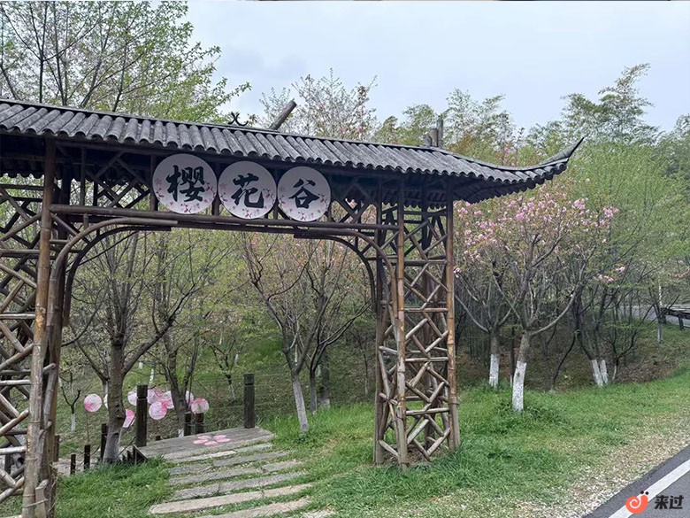 樱花谷111.jpg