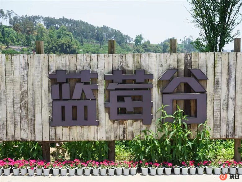 蓝莓.jpg
